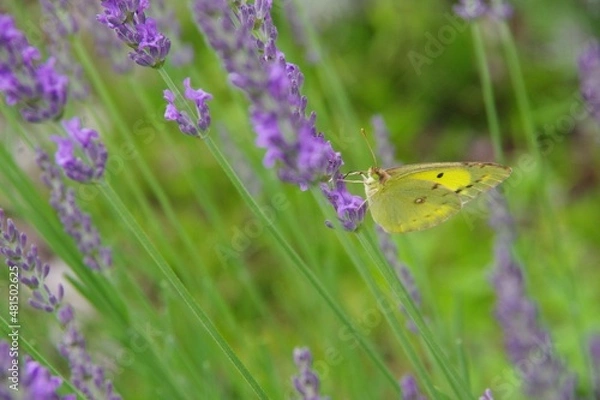 Obraz 蝶とラベンダー