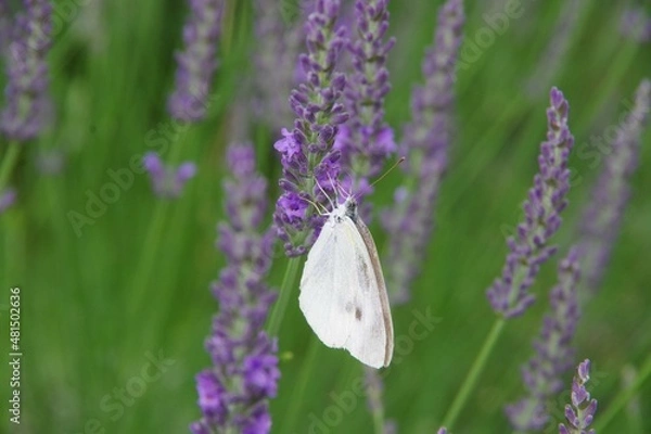 Obraz ラベンダー　ラベンダー畑　蝶