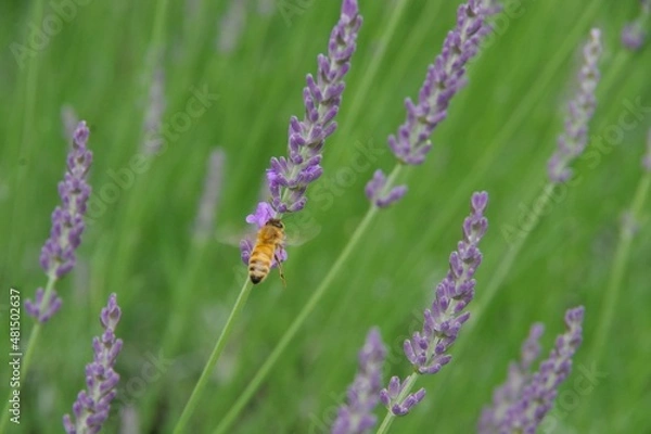 Obraz ラベンダー　ラベンダー畑　みつばち