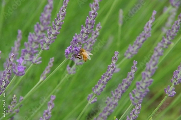 Obraz ラベンダー　ラベンダー畑　みつばち
