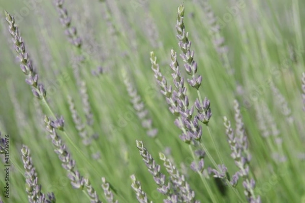 Obraz ラベンダー