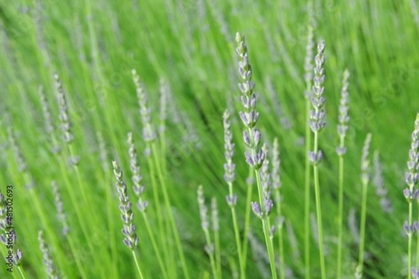 Obraz ラベンダー　ラベンダー畑