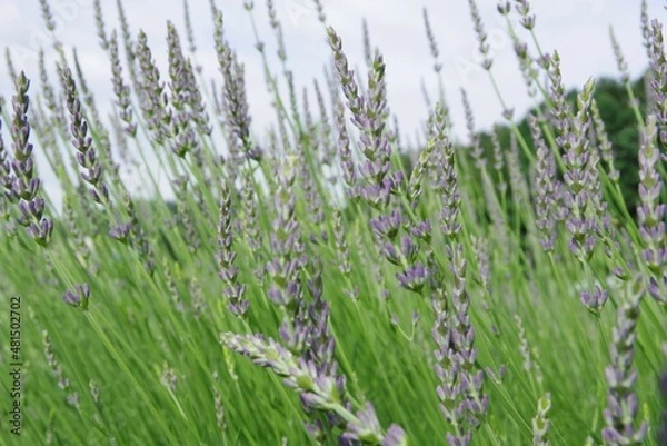 Obraz ラベンダー　ラベンダー畑