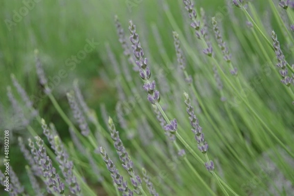 Obraz ラベンダー　ラベンダー畑　