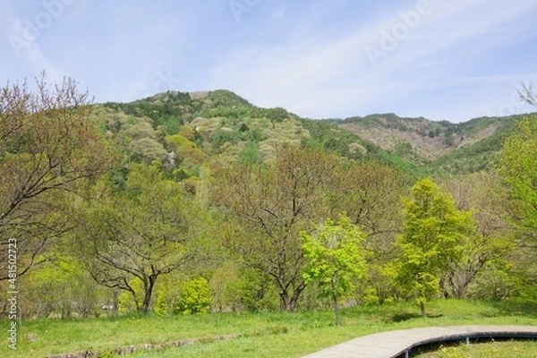 Fototapeta 新緑　春の山　色づき始め　山桜　広葉樹