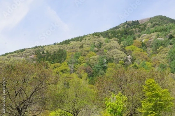 Obraz 新緑　春の山　色づき始め　山桜　広葉樹