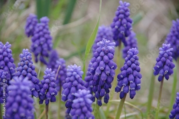 Obraz ムスカリ　春の花　紫の花