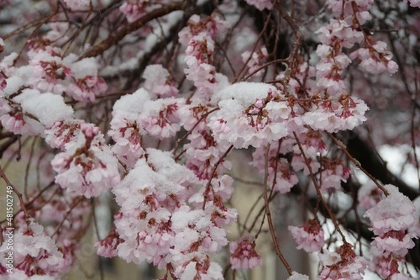 Obraz 桜につもる雪　なごり雪