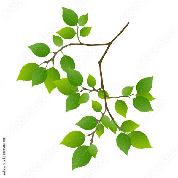 Fototapeta 新緑　葉　木　アイコン