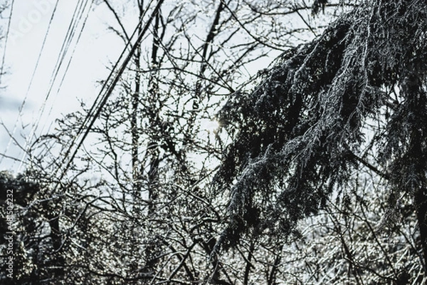 Obraz Frozen tree branches