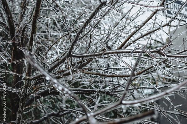 Obraz Frozen branches