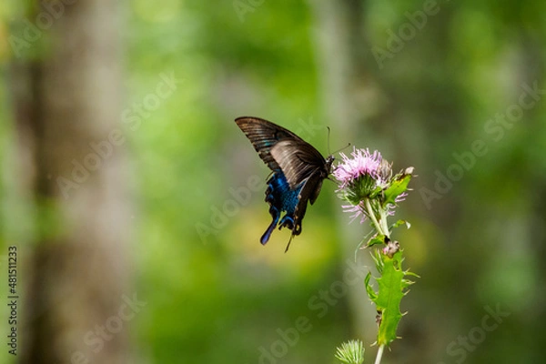 Fototapeta カラスアゲハ　黒アゲハ　蝶
