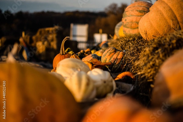 Obraz Gourds in a row closeup