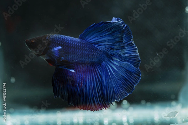 Fototapeta beautiful little betta fish,
betta fish on plain background