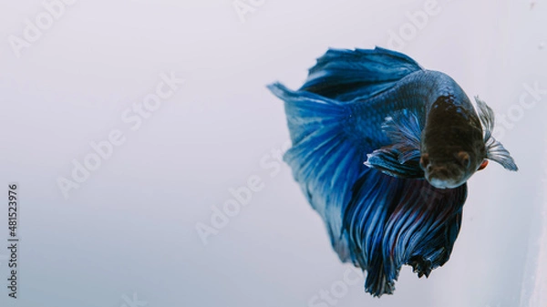 Fototapeta beautiful little betta fish,
betta fish on plain background