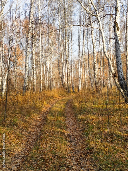 Fototapeta autumn birch forest strewn with yellow foliage