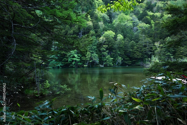 Fototapeta 森の中の湖