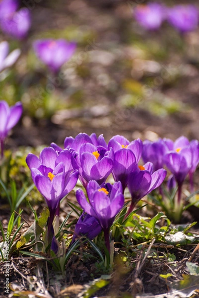 Obraz Beautiful crocuses spring first oniony. Group of blooming purple flowers, good for greeting postcard.
