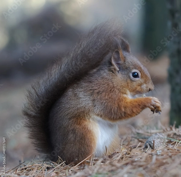 Obraz Red Squirrel feeding