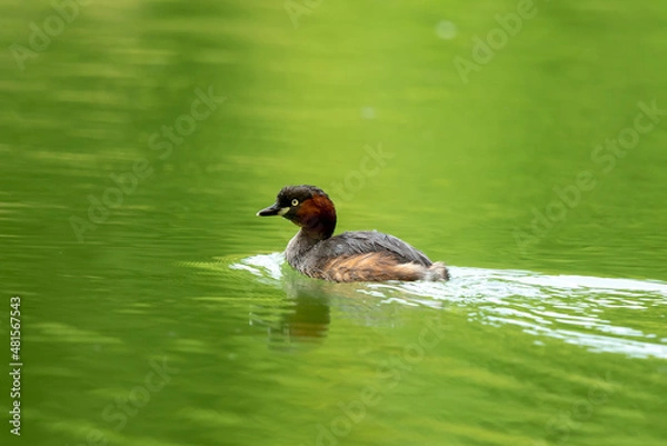 Fototapeta Little Grebe on the water.