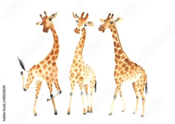 Fototapeta A company of funny and cute giraffes for your amazing projects. Watercolor Clipart Set isolated on white background