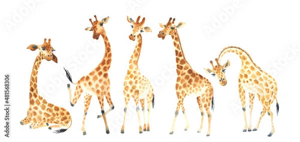 Fototapeta A company of funny and cute giraffes for your amazing projects. Watercolor Clipart Set isolated on white background