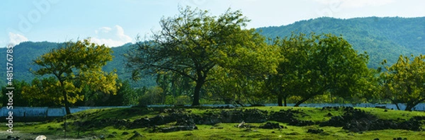 Obraz landscape with trees