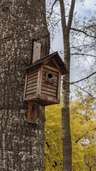 Fototapeta birdhouse on a tree