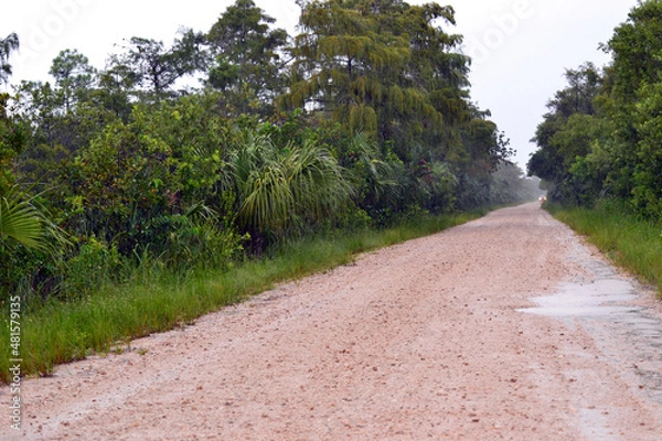Obraz Everglades Road