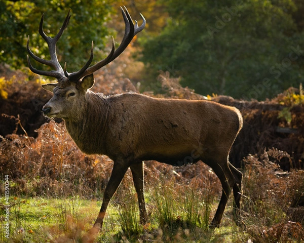 Obraz Red deer , stag portrait . 