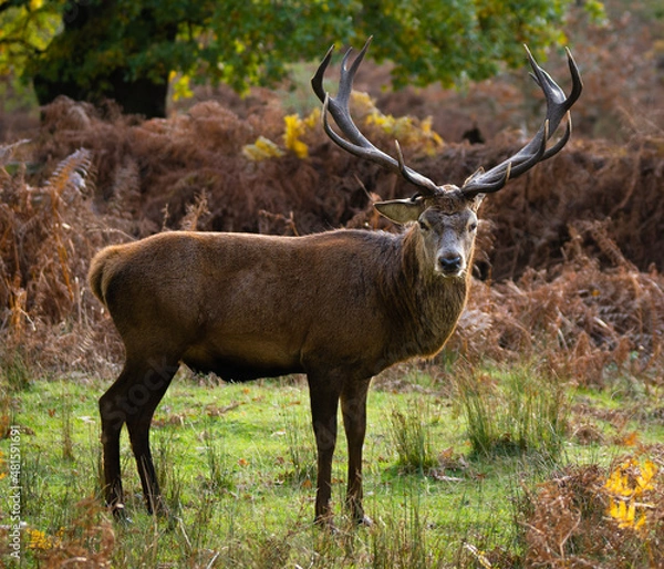 Obraz Red deer , Stag portrait . 