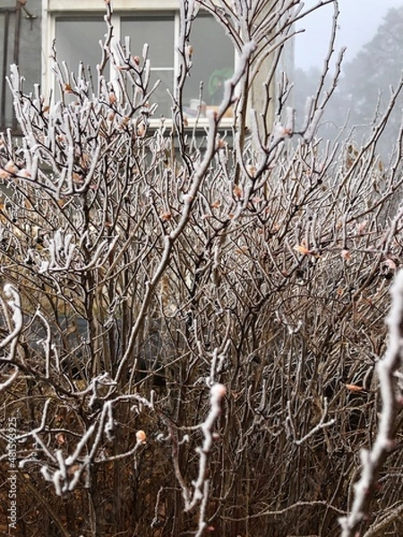 Obraz Frozen branches of a bush