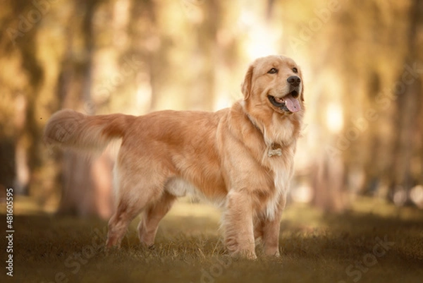 Obraz GOLDEN RETRIEVER