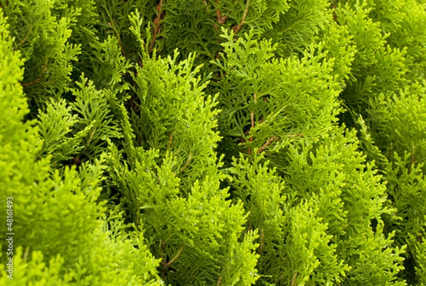 Obraz The green background