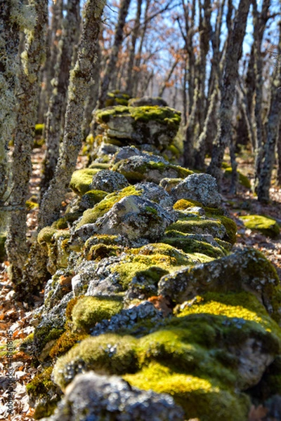 Obraz Old stone wall for cattle, covered with moss.