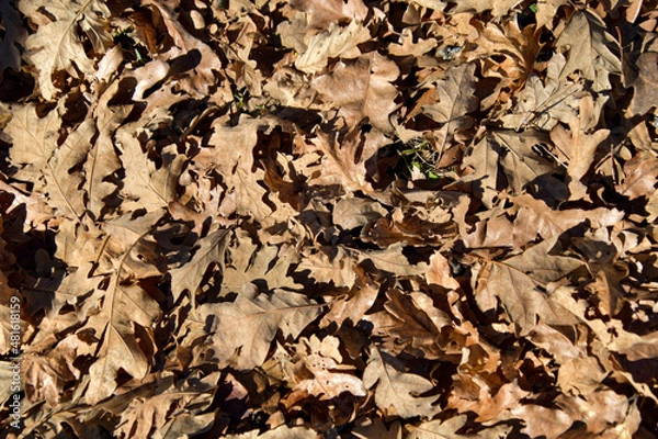 Obraz Background of dry brown oak leaves.