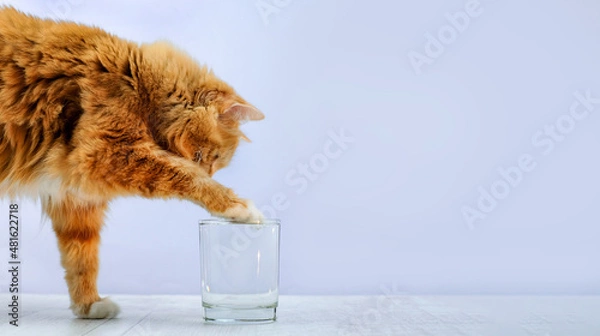 Fototapeta Cat plays with water in a glass on the floor, copy spacy