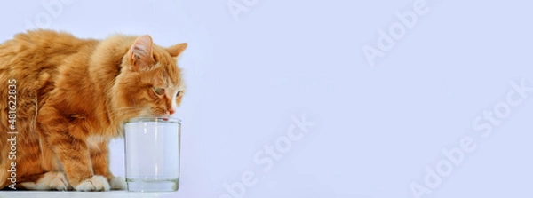 Fototapeta Cute red cat drinking water from the glass. Banner with copy space