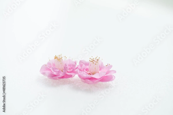 Fototapeta 満開の紅梅