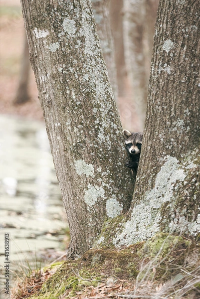 Fototapeta Wild raccoon peeking through the middle of trees and looking at camera
