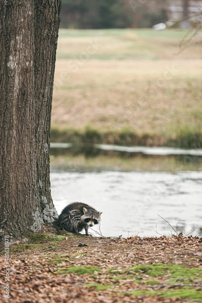 Fototapeta Wild raccoon hunched over next to tree and looking at camera