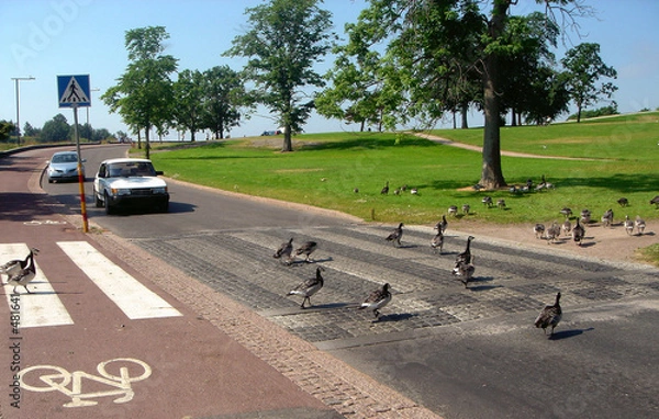 Obraz pedestrian crossing