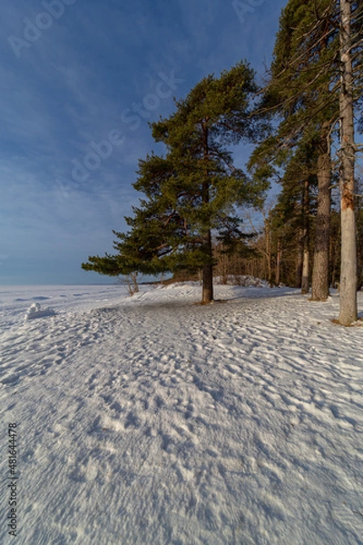 Fototapeta trees in winter on a sunny day