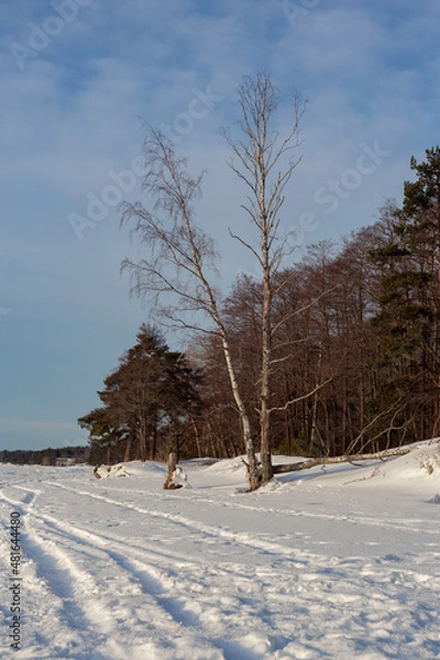 Fototapeta trees in winter on a sunny day