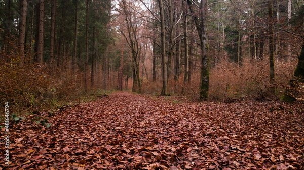 Fototapeta red carpet in the forest