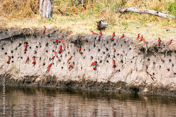 Obraz A large colony of Carmine Bee-eaters nesting in the bank of the Linyanti River during the breeding season - Chobe National Park in Botswana