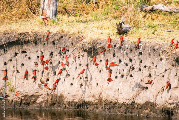 Obraz A large colony of Carmine Bee-eaters nesting in the bank of the Linyanti River during the breeding season - Chobe National Park in Botswana