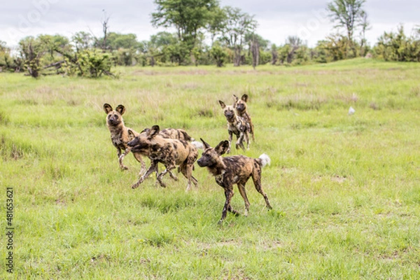Obraz A pack of Wild Dogs in full flow whilst hunting Impala in Moremi Game Reserve in Botswana