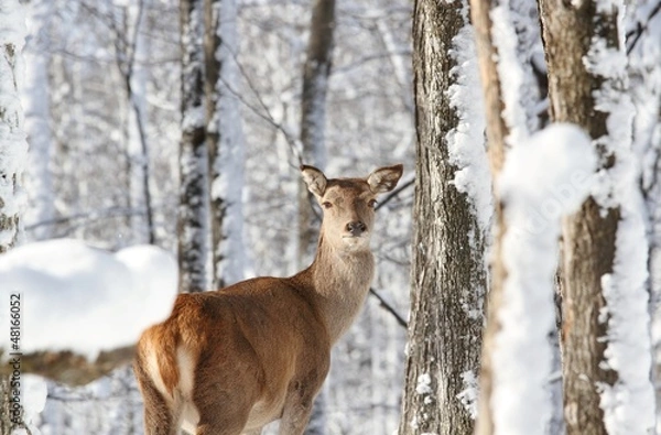 Fototapeta cerf rouge