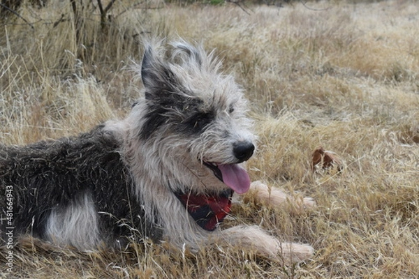 Obraz Exploring the West